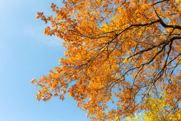 istock foliage of oak against the sky 930689834