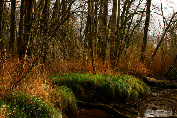 istock Pacific Northwest forest and wetlands shoreline 930693612