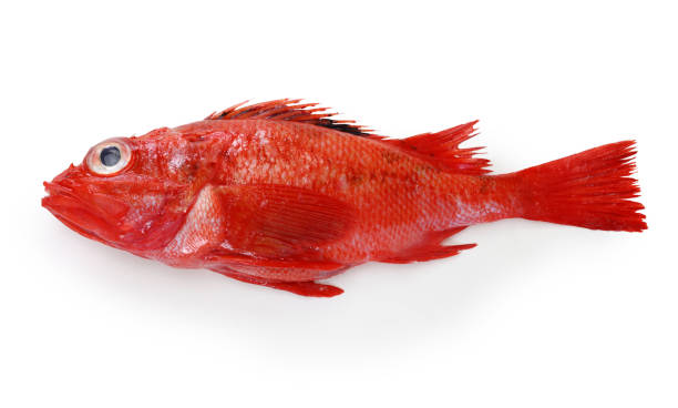 idiot fish, kinki idiot fish isolated on white background sebastinae photos stock pictures, royalty-free photos & images
