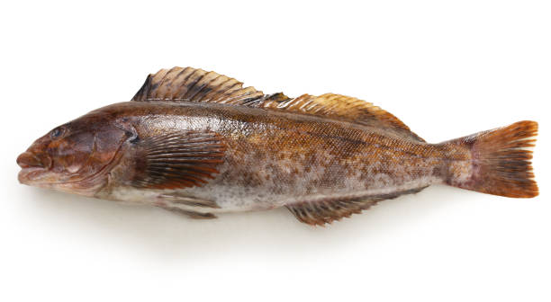 istock greenling, fat greenling, aineme 930696782