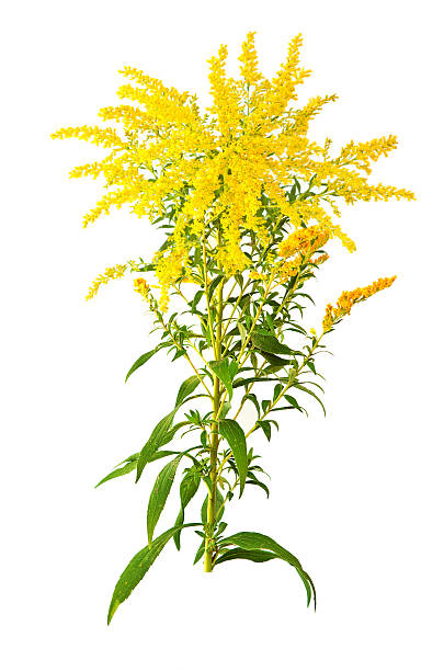 istock Great Goldenrod Flower 93069693