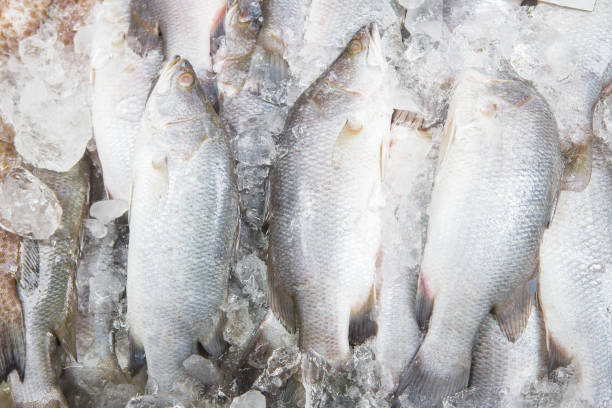 food - pollock trawler imagens e fotografias de stock