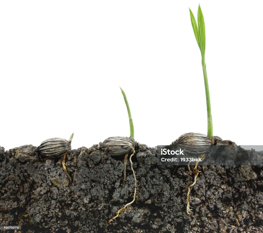 Tree Germinate Germination Sequence Of Palm Tree Stock Photo - Download Image Now ...