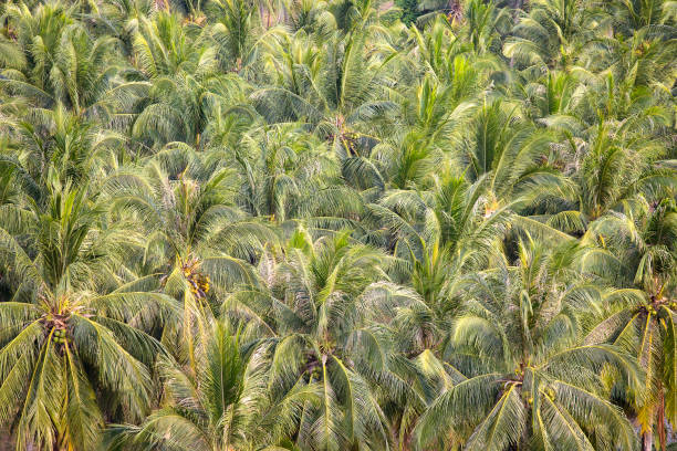 istock Green coconut trees background, top view in Thailand 930701898