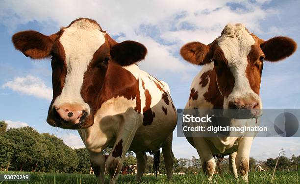Funny Vacas Foto de stock y más banco de imágenes de Aire libre - Aire libre, Animal doméstico, Azul