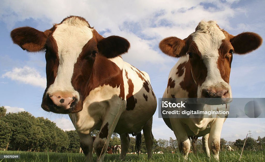 Zabawne krowy - Zbiór zdjęć royalty-free (Bez ludzi)