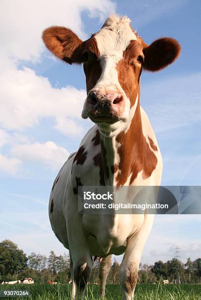 牛snotty 鼻 - ウシのストックフォトや画像を多数ご用意 - ウシ, オランダ, カラー画像