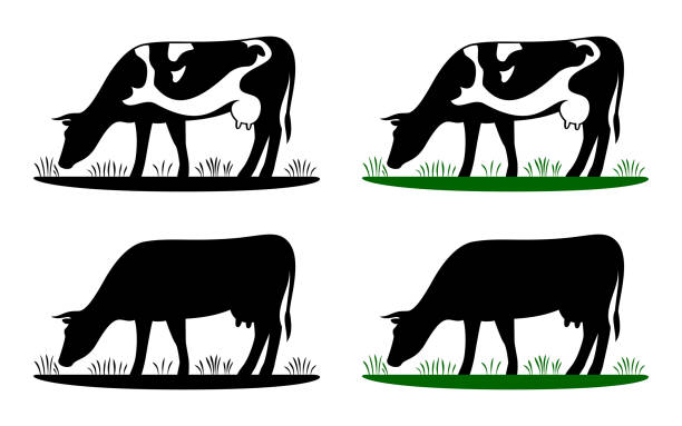 Cow grazing on meadow, cow silhouette in field eating grass. Vector cow icon or logo for farm store or market. Milk, dairy, farm product design element set. graze stock illustrations