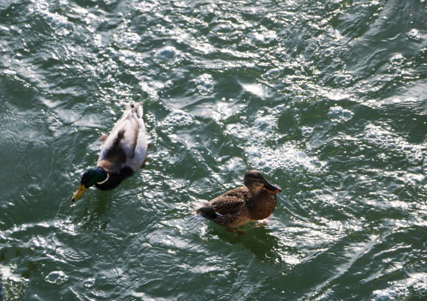 Flock ducks on frozen pond in snowy park. wintering ducks