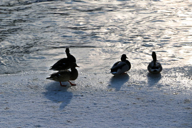 istock Flock ducks on frozen pond in snowy park 930704216