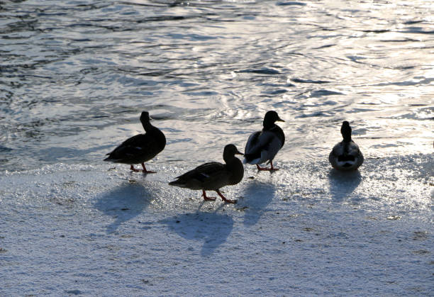istock Flock ducks on frozen pond in snowy park 930704234