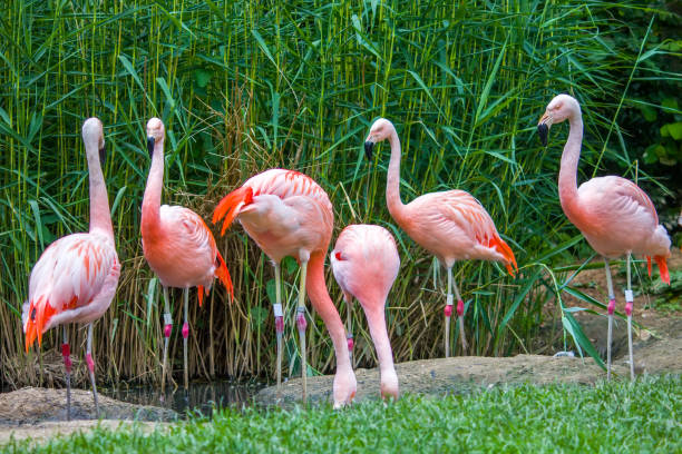istock Pink flamingos 930711570