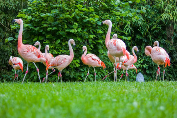 istock Pink flamingos 930711640