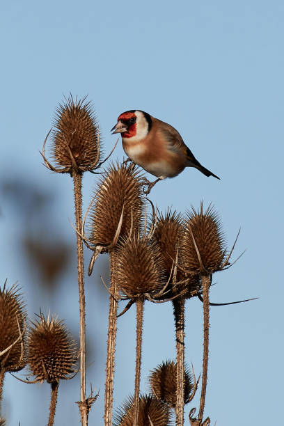 istock European Goldfinch (Carduelis carduelis) 930716204