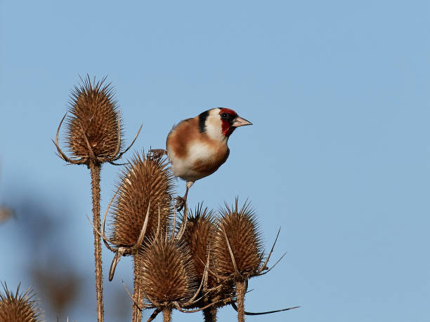 istock European Goldfinch (Carduelis carduelis) 930716206
