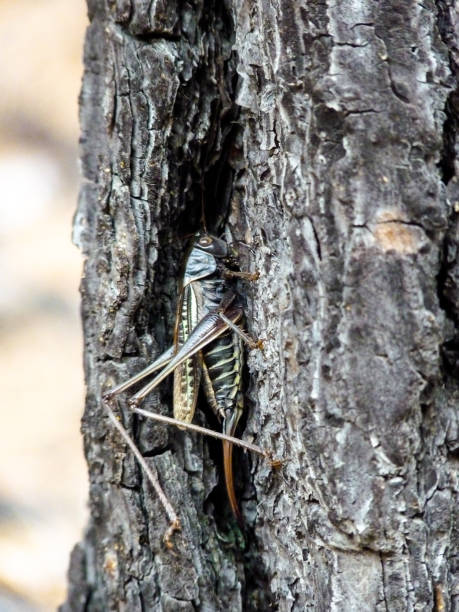 istock Glossy green grasshopper sitting in the tree trunk 930718524