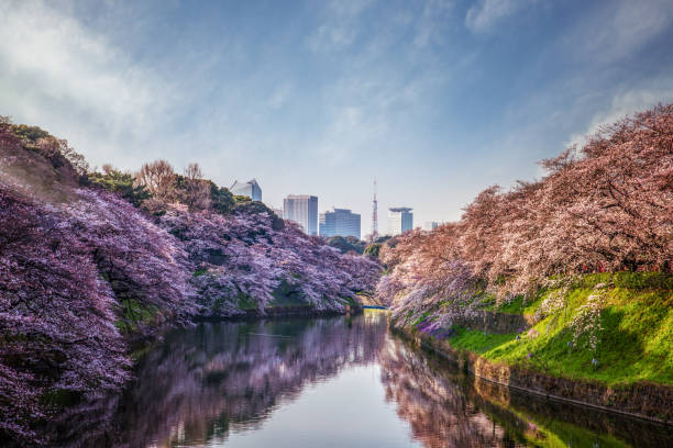 Sakura or cherry blossom park in spring shidorigafuji Sakura or cherry blossom park in spring shidorigafuji tokyo tokyo sakura stock pictures, royalty-free photos & images