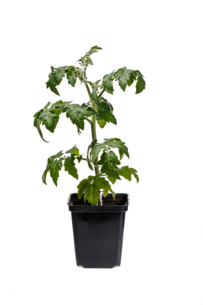 istock Tomato seedling in black flowerpot isolated on white 930719270