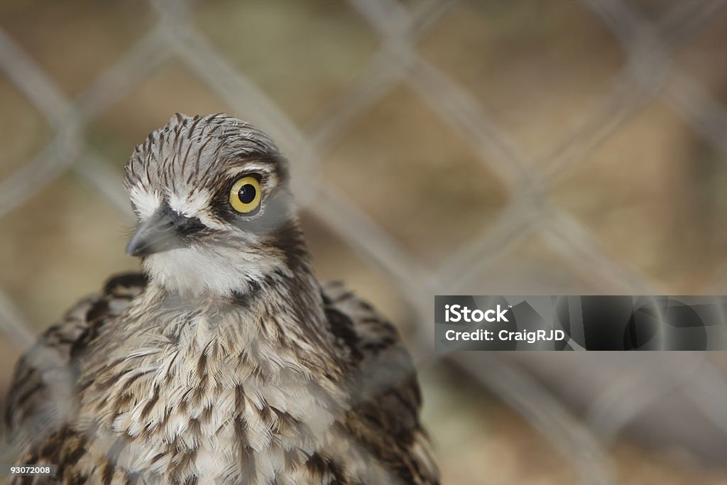 Bush Stone Courlis - Photo de Animaux en captivité libre de droits