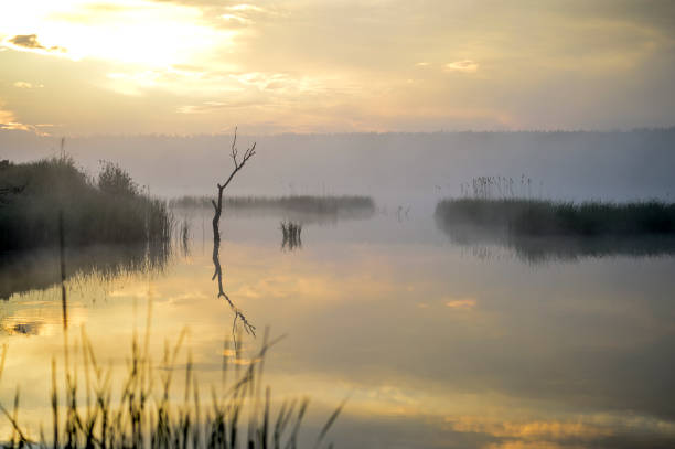 istock Morning mist on the lake in the sun 930720498