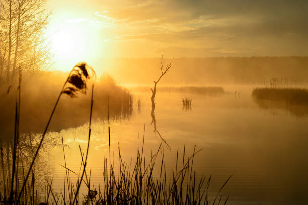 istock Morning mist on the lake in the sun 930720538