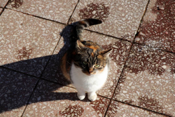 A colored cat who trying get food for her