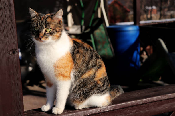Domestic colored cat sitting on windowsill and looking on the garden.