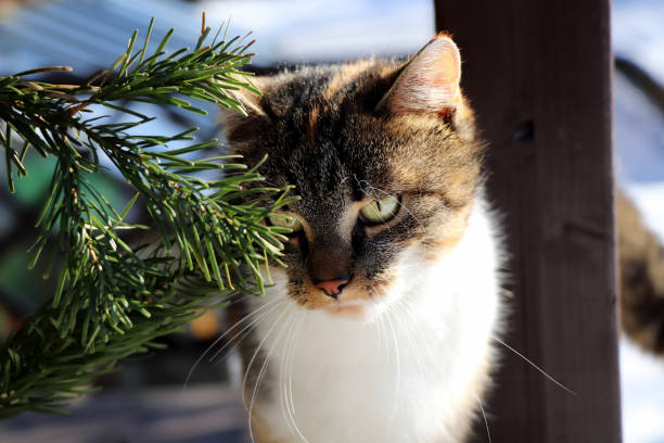 Standing cat on windowsill looking through spruce outdoor and waiting