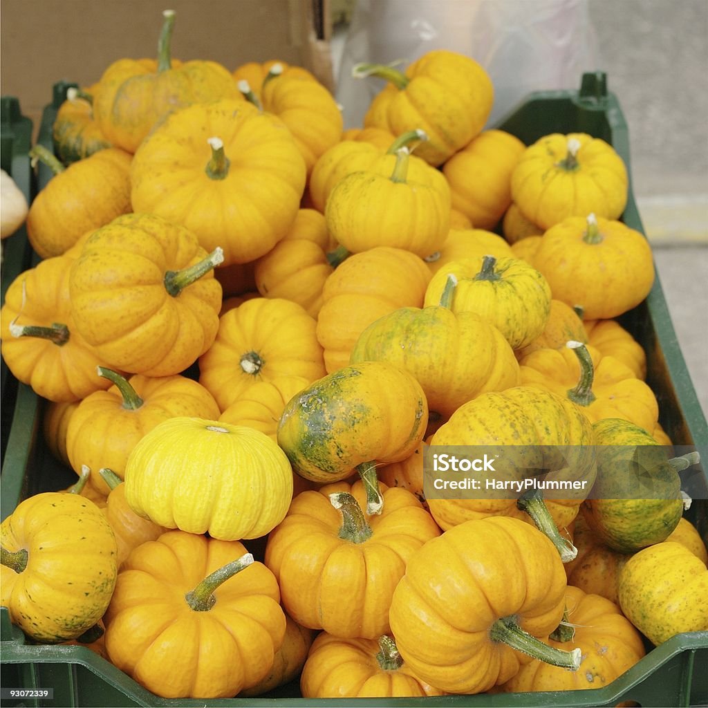 Tiny Pumpkins  Autumn Stock Photo
