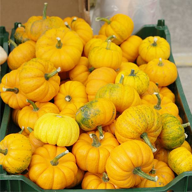 Tiny Pumpkins stock photo
