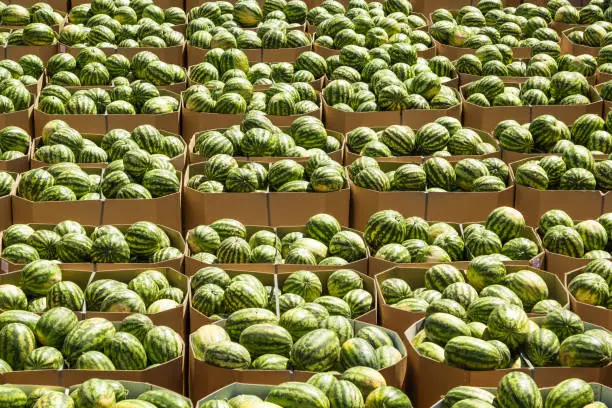 Ripe watermelons packed in cardboard boxes for delivery to the store. Stock.