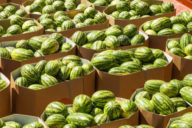 Ripe watermelons packed in cardboard boxes for delivery to the store.