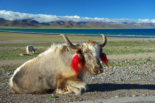 Yak in Tibet