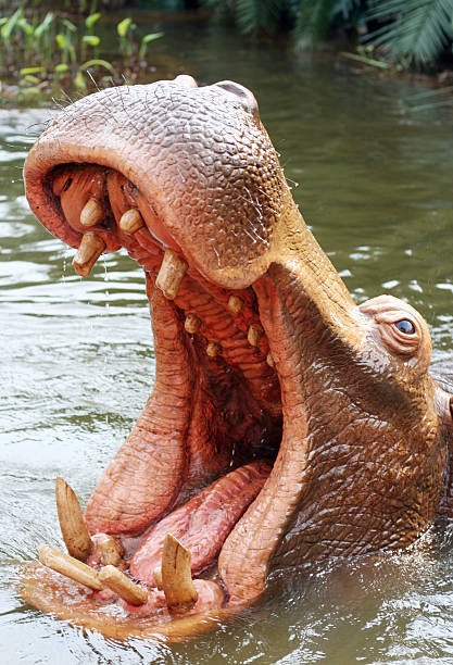 hippo dangereux - animal hippopotamus africa yawning photos et images de collection