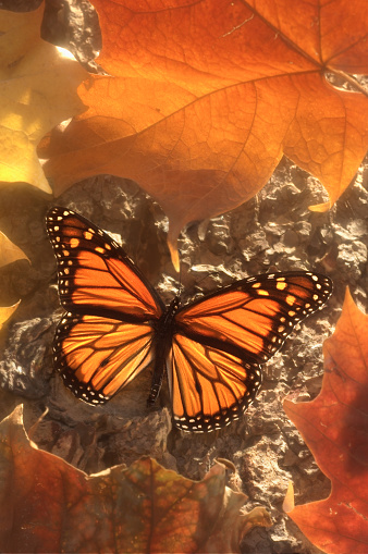 A Monarch Butterfly rests on a tree in the Autumn