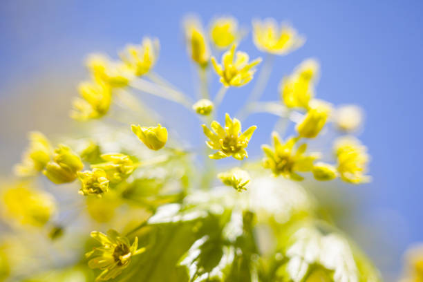 istock Flowers of the maple tree 930733130