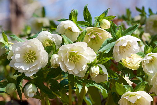 White hellebores flowers in the forest