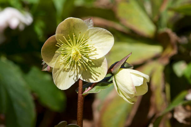 istock Cream hellebore flowers in the forest 930733854