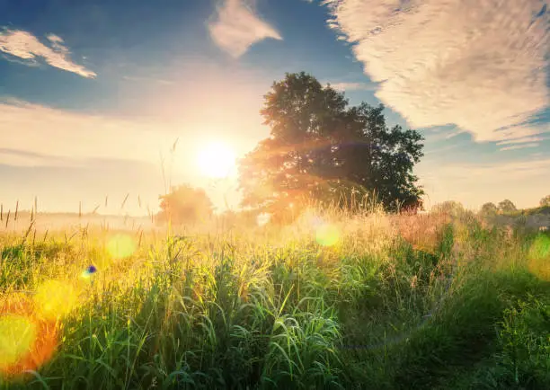 Vivid summer sunrise on green meadow and sunbeams through tree in the morning. Scenery landscape of bright sunrays over green field with large tree. Summer nature. Natural morning sunlight.