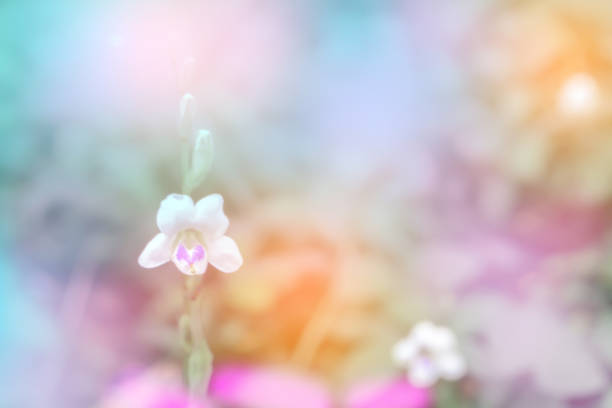istock little white flower  soft focus  with colorful bokeh spring background 930736080