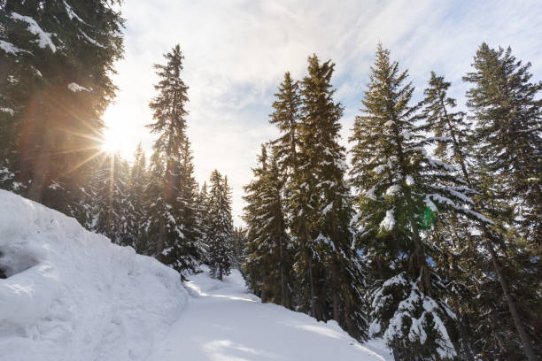 istock Sun shines across a blue ski run as it meanders through a Swiss pine forest 930737348