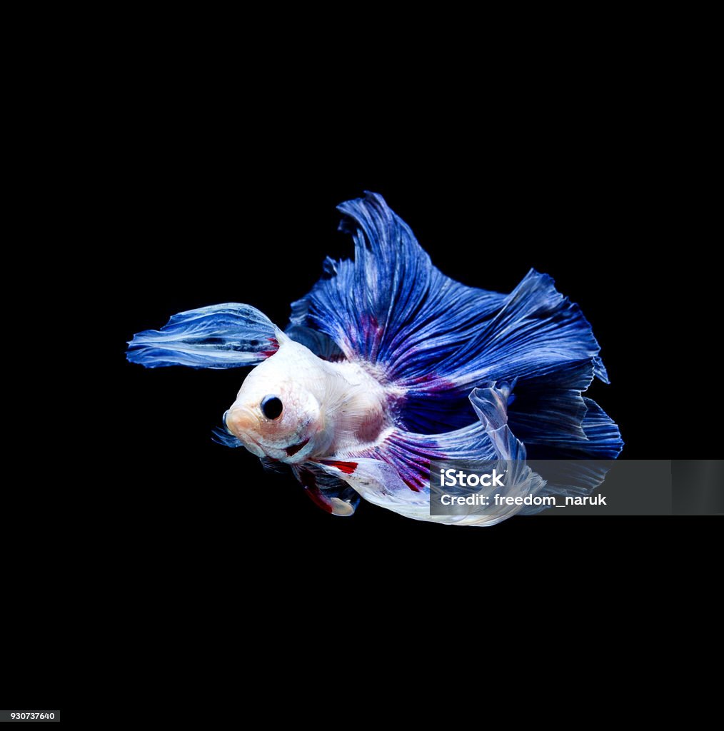 Cá Betta Xiêm Cá Betta Splendens Bị Cô Lập Trên Nền Đen Hình ảnh ...