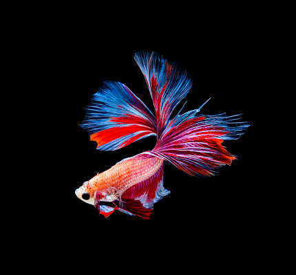Betta Fish Siamese Fighting Fish Betta Splendens Isolated On Black Background Stock Photo - Download Image Now - iStock Betta Fish Siamese Fighting Fish Betta Splendens Isolated On Black Background Stock Photo - Download Image Now - iStock