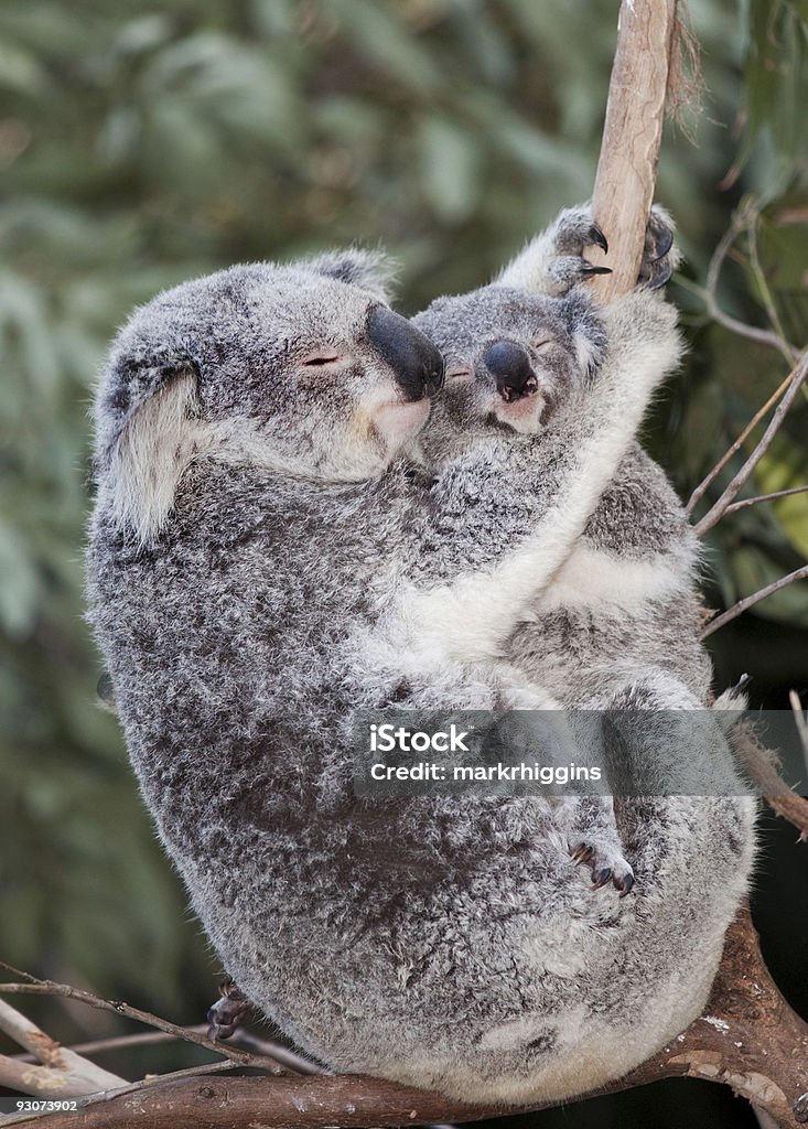 Tylko Wiszący dwa - Zbiór zdjęć royalty-free (Koala)