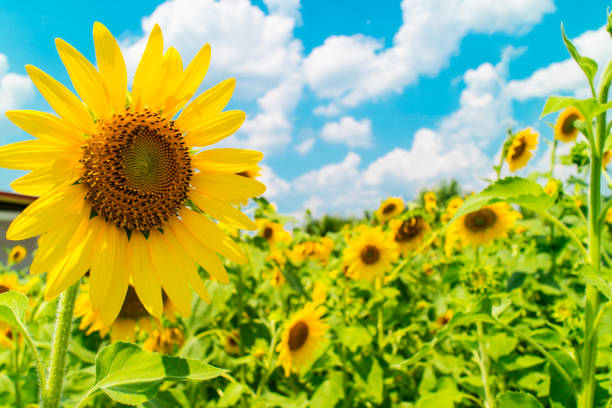 istock Background with sunflowers garden and blue sky 930740404