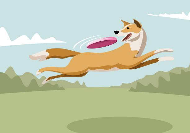 illustrations, cliparts, dessins animés et icônes de chien à attraper le frisbee en saut - disque volant