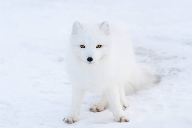 Arctic Fox in Canada Wild Arctic Fox sighted over the frozen coast of Hudson Bay, near Churchill, Manitoba of Canada white fox stock pictures, royalty-free photos & images