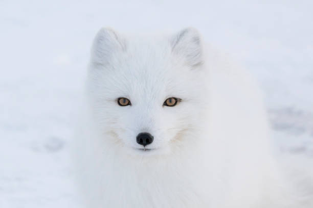 Arctic Fox in Canada Wild Arctic Fox sighted over the frozen coast of Hudson Bay, near Churchill, Manitoba of Canada white fox stock pictures, royalty-free photos & images