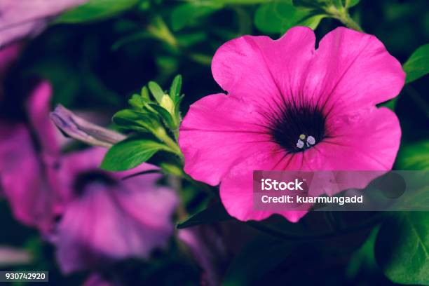 Photo libre de droit de Fleur De Macro Petunia Hybrida Dans Jardin banque d'images et plus d'images libres de droit de Arbre en fleurs - Arbre en fleurs, Beauté, Blanc