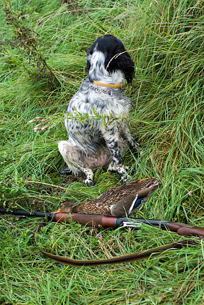 istock Hunting dog and game 93074383
